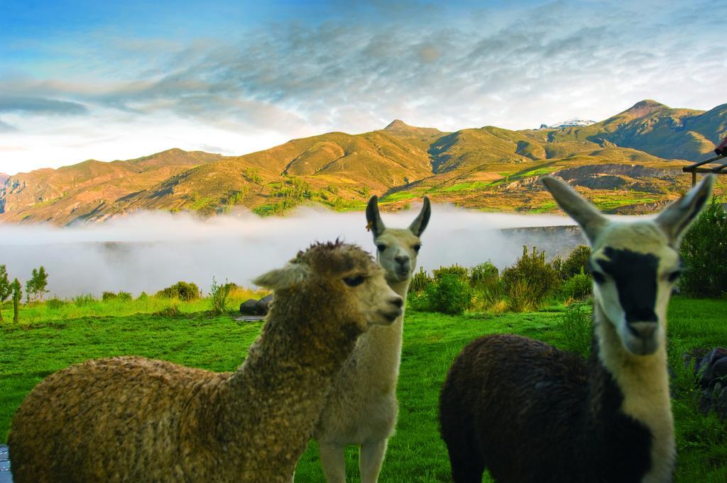 Las Casitas, A Belmond Hotel, Colca Canyon Yanque Eksteriør bilde